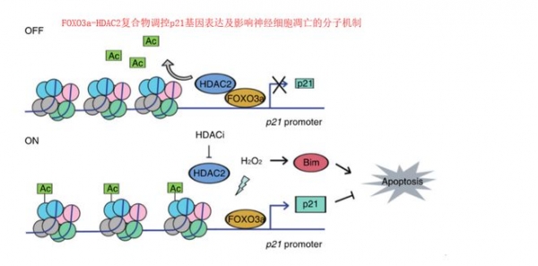 Pg电子游戏平台：50年的调查：身高越矮的人寿命越长吗？最长寿的身高是多少厘米(图2)