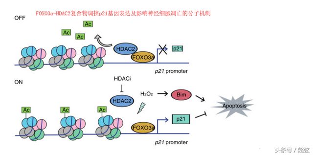 Pg电子游戏：科学家花近50年调查8000多人发现某种基因导致矮个的人更长寿(图3)