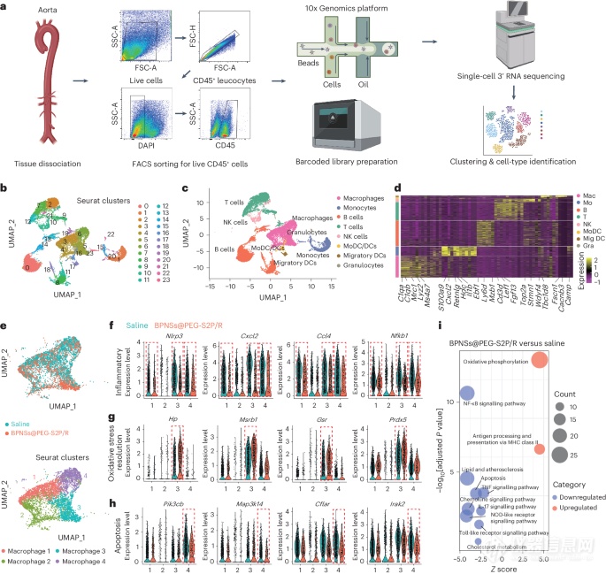 Pg电子平台：仪器表征科学家开发新型纳米药物用于治疗动脉粥样硬化！(图4)